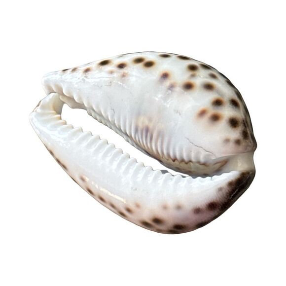 Engraved Seashell Souvenir - Picture 4 of 5